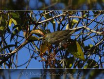 Fauvette à tête noire - Sylvia atricapilla - Passériformes