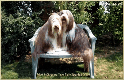 Athos & Cheyenne "mes ch'tis bearded collies