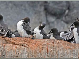 Guillemots de Brünnich dans les falaises d'Alkefjellet - Spitzberg - Svalbard - Norvège