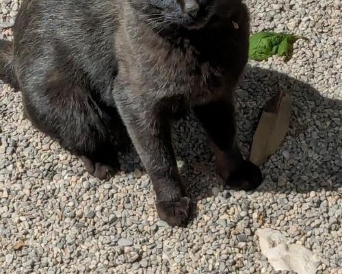 un chat qui m'avait adopté  hi hi 