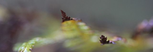Petites touches d'automne au jardin