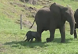 Chrystale cadeau du 24 avril 2019