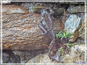 Saison des amours chez les grenouilles rousses, European frog (Rana temporaria) : l'escaladeuse  de mur et un beau couple dans le bassin - Lartigau - Milhas - 31