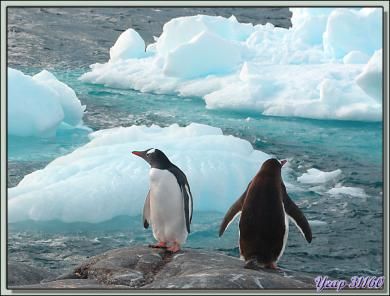 Manchots papous - Pleneau Island - Péninsule Antarctique