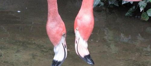 ... des flamants pas flamands...