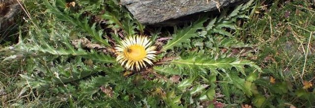 Carlina acanthifolia subsp. cynara  -  carline artichaut