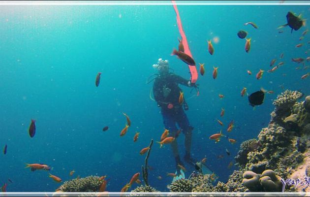 La plongée se termine (56 mn), le moniteur demande si tout va bien (signe avec le pouce et l'index) et déploie le parachute de récupération par le bateau - Kuda Faru Thila - Atoll d'Ari - Maldives