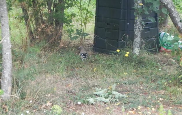 Un GEAI dans le jardin