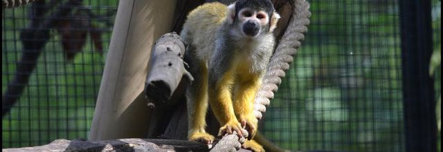 Ménagerie du Jardin des Plantes : Saïmiri (ou Sapajous, Singes-écureuils)