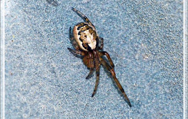 Minuscules araignées Zygielles des fenêtres (Zygiella x-notata) sur l'étendoir à linge - La Couarde-sur-Mer - Île de Ré - 17