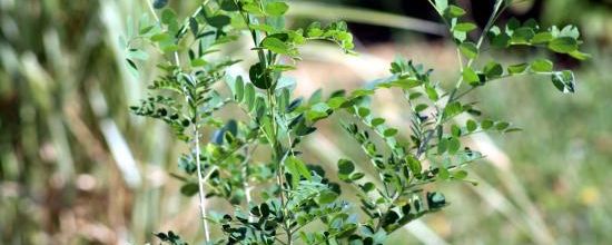 Colutea arborescens