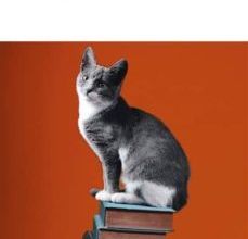 L ÉLÉGANCE DU HÉRISSON EBOOK | MURIEL BARBERY | Descargar libro PDF EPUB