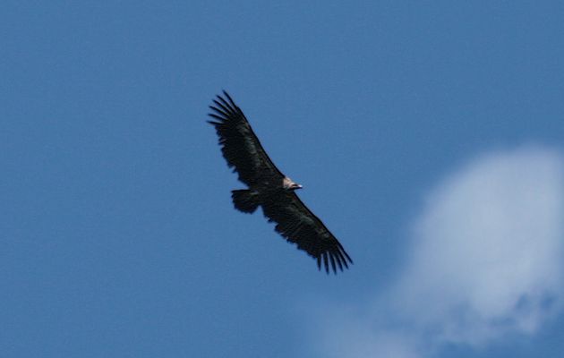Faune des Pyrénées (Images de mon ancien blog, année 2008)