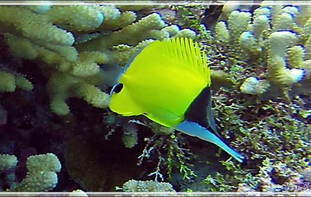 Poisson-pincette jaune ou Chelmon à long bec, Longnose butterflyfish (Forcipiger flavissimus) - Tumakohua (passe sud) - Atoll de Fakarava - Tuamotu - Polynésie française