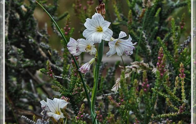 Olsynium strié, Campanilla, Streaked Maiden (Olsynium Biflorum) - Torres del Paine - Patagonie - Chili