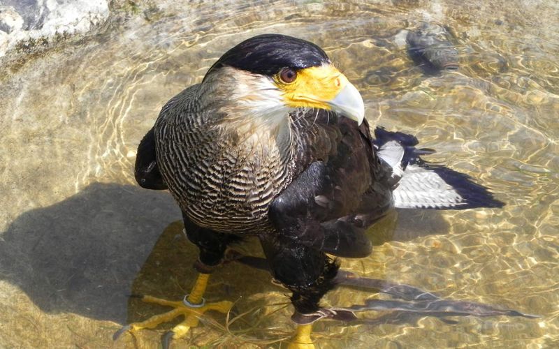 pour le concours amical : les oiseaux chez l'osmose