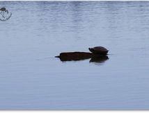 Les tortues se mettent au sec au Méjean...