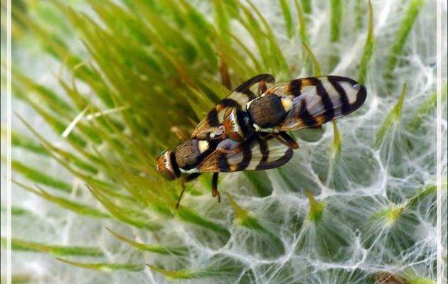 Mouche Tephritide in copula (Urophora sp, probable congrua) sur Cirse laineux - Artiga de Lin - Es Bordes - Val d'Aran - Espagne