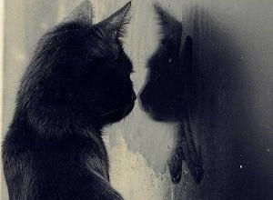 Amis Chats 