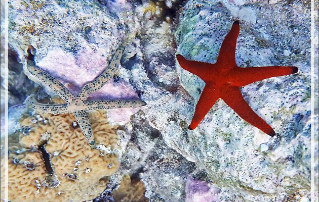 Etoile de mer indienne, Indian sea star (Fromia indica) et Etoile Comète de mer, Comet starfish (Linckia multifora) - Snorkeling à Moofushi - Atoll d'Ari - Maldives