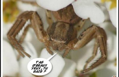 Les yeux des araignées