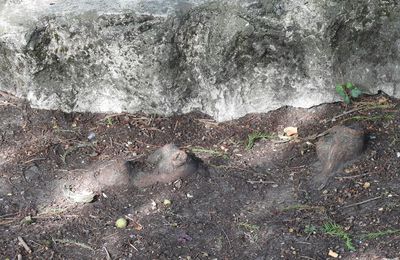 Les pneumatophores des cyprès chauves, au parc de Bourran, à Mérignac...