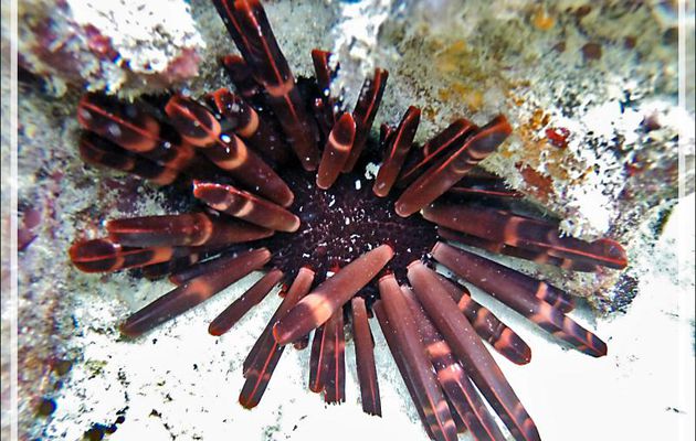 Snorkeling : Oursin crayon, Slate pencil urchin, Red pencil urchin (Heterocentrotus mammillatus) - Moofushi - Atoll d'Ari - Maldives