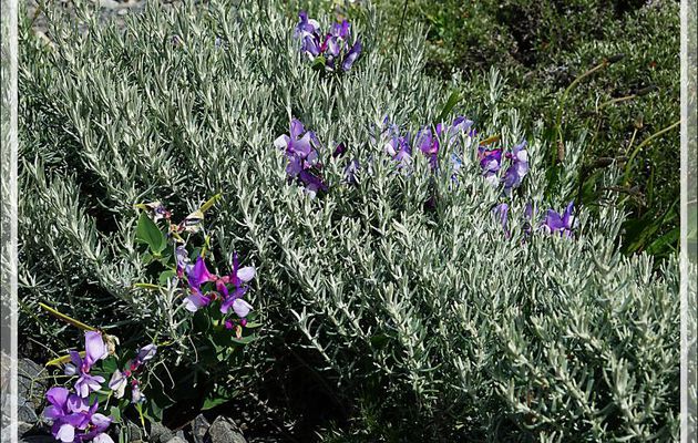 Vesce de la Cordillère, Wild-blue pea, Arvejilla de Cordillera, Clarincillo (Lathyrus magellanicus) - Parque de Torres del Paine - Patagonie - Chili
