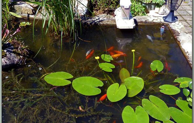 Une partie de la grande famille de mes poissons - Lartigau - Milhas - 31