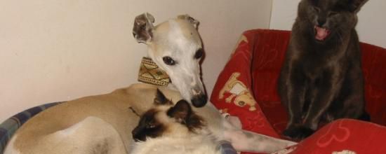 Le whippet et les chats