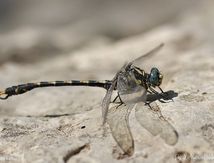 Onychogomphe à crochets ♂ - Onychogomphus uncatus