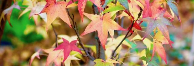Drôle de nom .... le liquidambar ! 