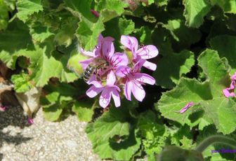 un géranium et une bébète