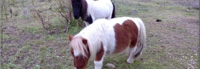 Poneys