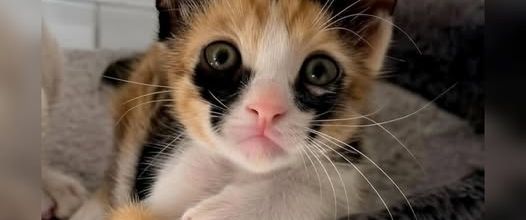 Un chat aux yeux inhabituels