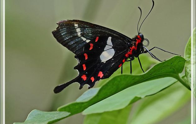 Papillon Agave, Agavus Cattleheart (Parides agavus) - Parque das Aves - Foz do Iguaçu - Brésil