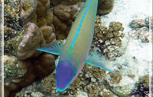 Poisson Perroquet commun, Common parrotfish (Scarus psittacus) - Jardin de corail - Motu Tautau - Taha'a - Polynésie française