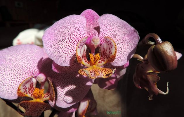 des fleurs d'automne