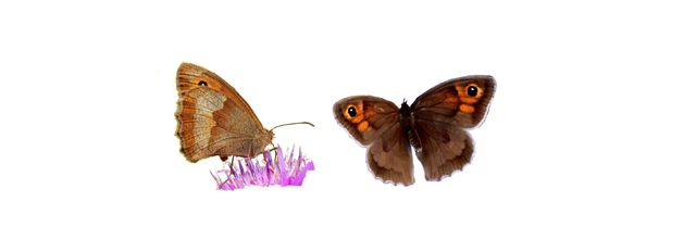 Le Myrtil  (Maniola jurtina)