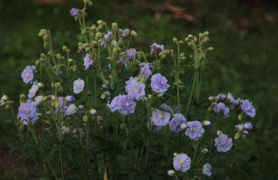 Geranium pratense Summer Skies