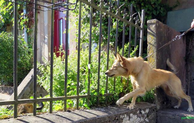 Chien ou chat  hi hi