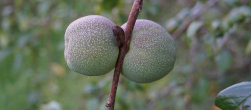 Drôle de fruits