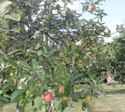C'est la saison des pommes !