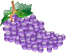 Les vignes calvaises - Calvi - Corse