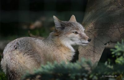 Ménagerie du Jardin des Plantes : Renard Corsac 