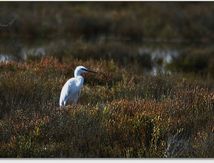 Aigrette garzette - Egretta garzetta