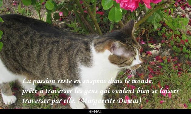 La passion...