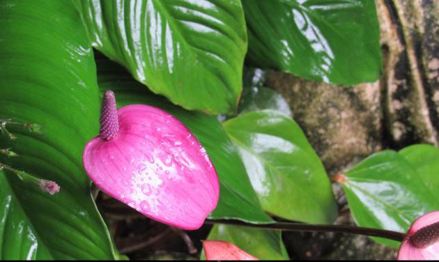 MARTINIQUE AOUT 2017 FLEURS ET FRUITS (1)