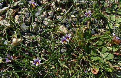 Romulea ramiflora   -   romulée ramifiée