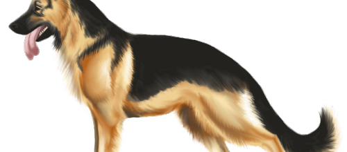 Berger Allemand
